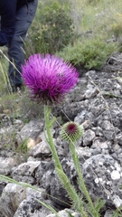Carduus nutans platypus
