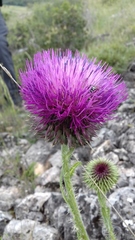 Carduus nutans platypus