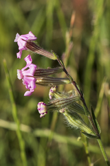 Silene bellidifolia