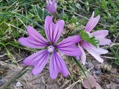 Malva sylvestris
