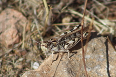 Dociostaurus maroccanus