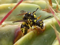 Ancistrocerus renimacula