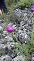 Carduus nutans platypus