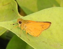 Telicota linna