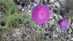 Carduus nutans platypus