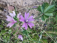 Malva sylvestris