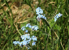 Myosotis