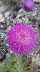 Carduus nutans platypus