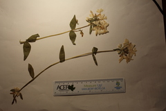 Phlox divaricata divaricata