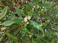 Myoporum