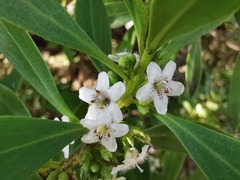 Myoporum