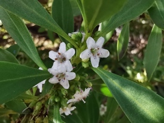 Myoporum