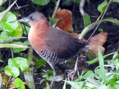 Laterallus albigularis