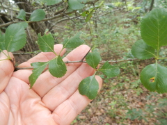 Crataegus reverchonii