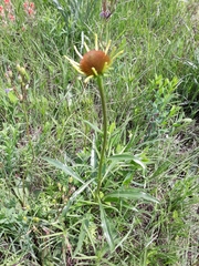 Echinacea paradoxa