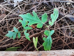 Koelreuteria paniculata