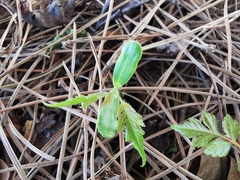 Koelreuteria paniculata