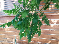 Koelreuteria paniculata