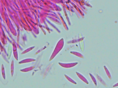 Mitrula lunulatospora