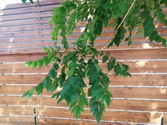 Koelreuteria paniculata