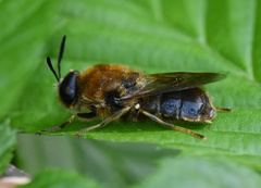 Stratiomys longicornis