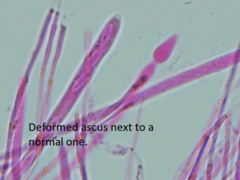 Mitrula lunulatospora