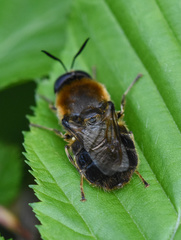 Stratiomys longicornis