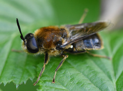 Stratiomys longicornis