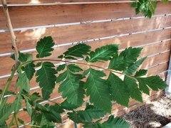 Koelreuteria paniculata