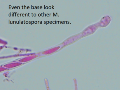 Mitrula lunulatospora