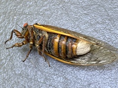 Massospora cicadina