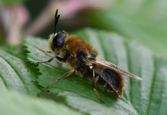 Stratiomys longicornis