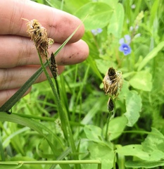 Carex hirta