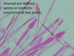 Mitrula lunulatospora