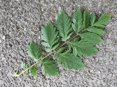 Koelreuteria paniculata