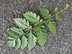 Koelreuteria paniculata