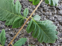 Koelreuteria paniculata
