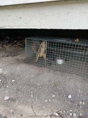 Sciurus niger