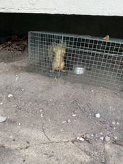 Sciurus niger