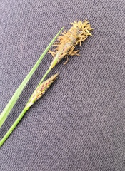 Carex hirta