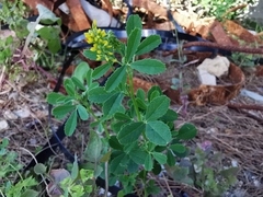 Melilotus officinalis