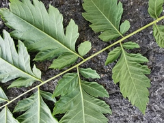 Koelreuteria paniculata