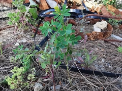 Melilotus officinalis