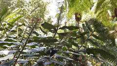 Hedychium gardnerianum