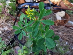 Melilotus officinalis