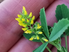 Melilotus officinalis