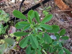Melilotus officinalis