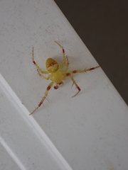 Araneus bonsallae