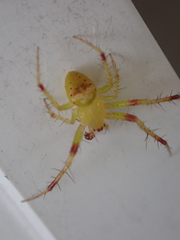 Araneus bonsallae