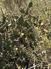 Opuntia semispinosa